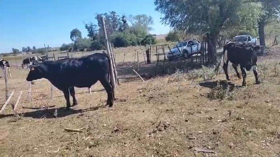 Lote 4 Novillos a remate en Pantalla Camy, San José