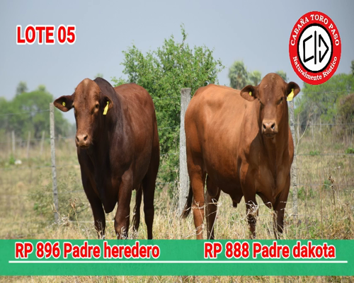 Lote CABAÑA "TORO PASO" RP896