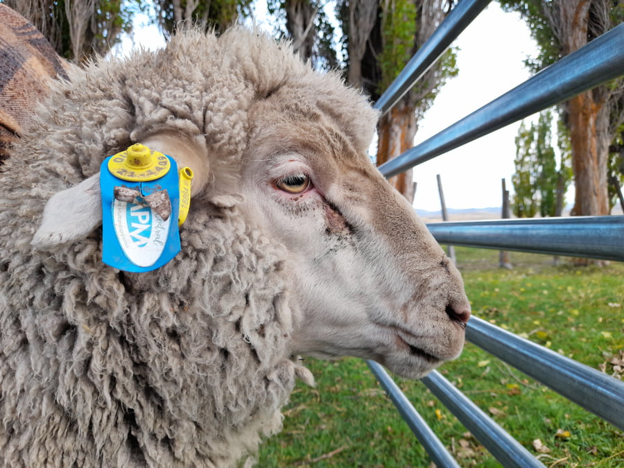 Lote Carnero TOP, 21-1409