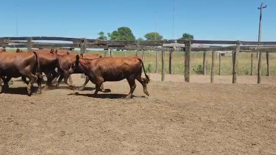 Lote 16 Vaquillonas en Dolores, Buenos Aires