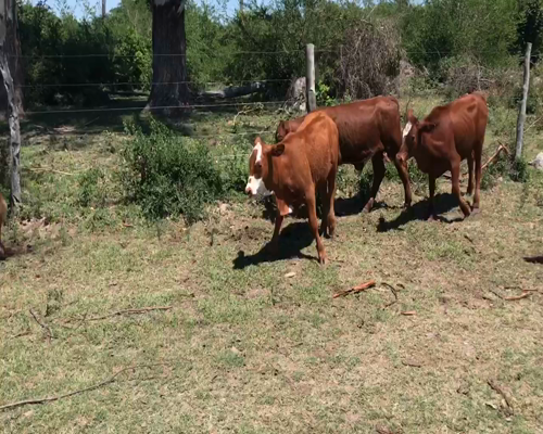 Lote 74 Terneros/as en Saladas, Corrientes