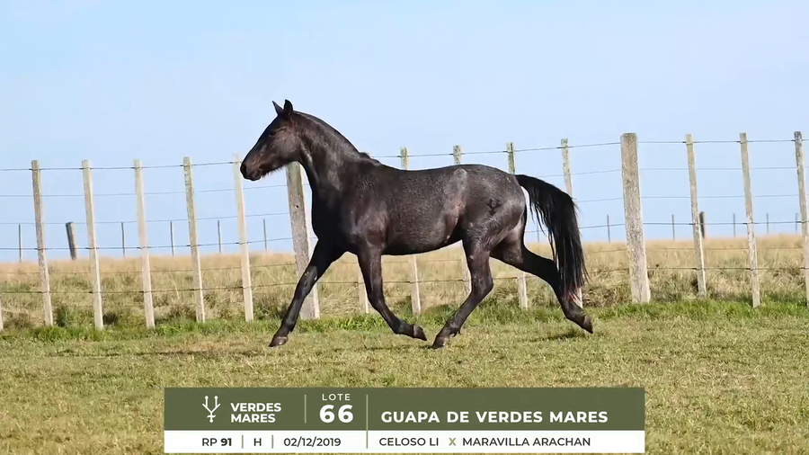 Lote GUAPA DE VERDES MARES