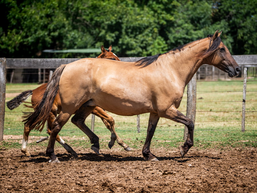 Lote DEL SIETE JINETILLA