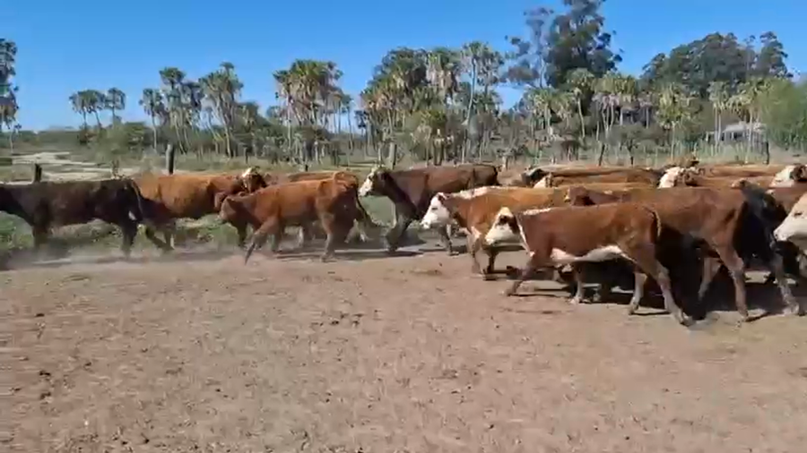 Lote 109 Terneras