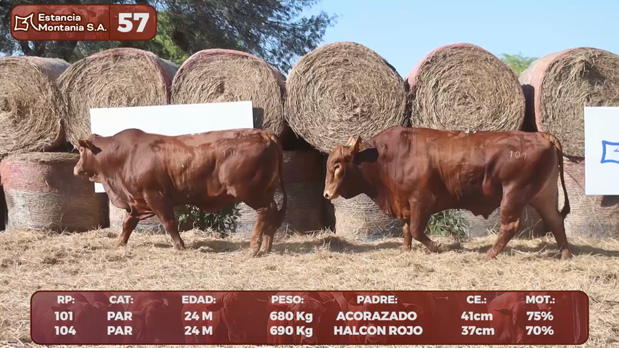 Lote LOTE 57