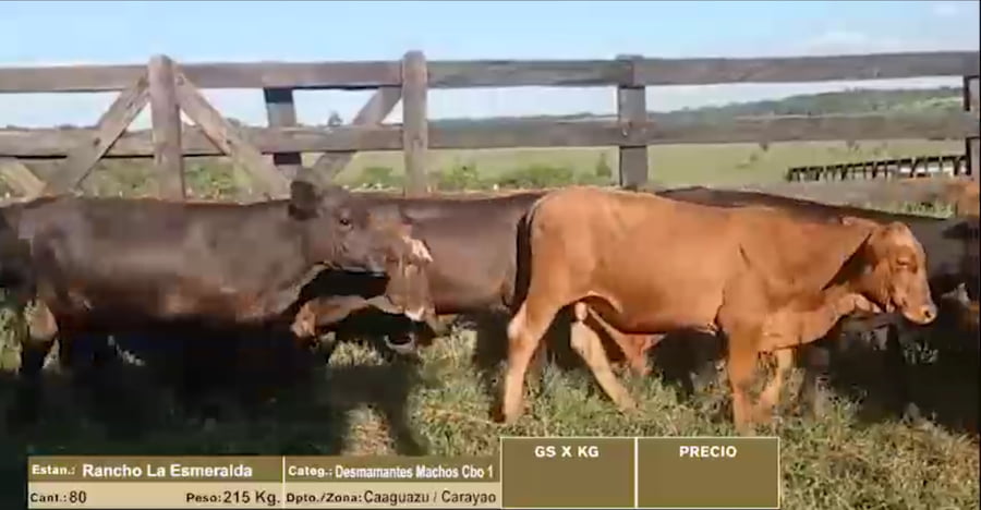Lote LOTE 6 - 80 DESMAMANTES MACHOS CBO 1