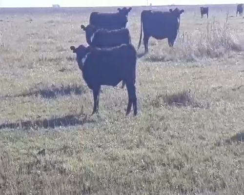 Lote 70 Terneras en Gral. Lamadrid, Buenos Aires