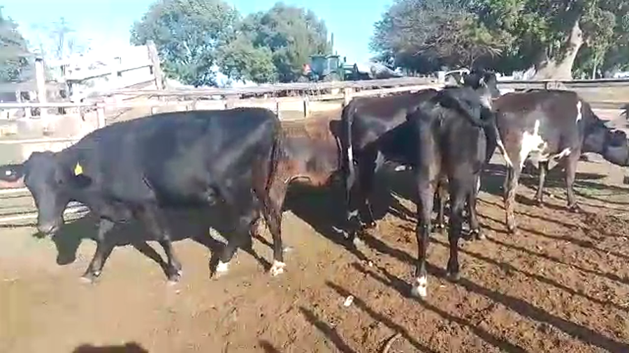 Lote 5 Vaquillonas  Kiwi Yersey a remate en Pantalla Camy 370kg -  en Mundo Azul