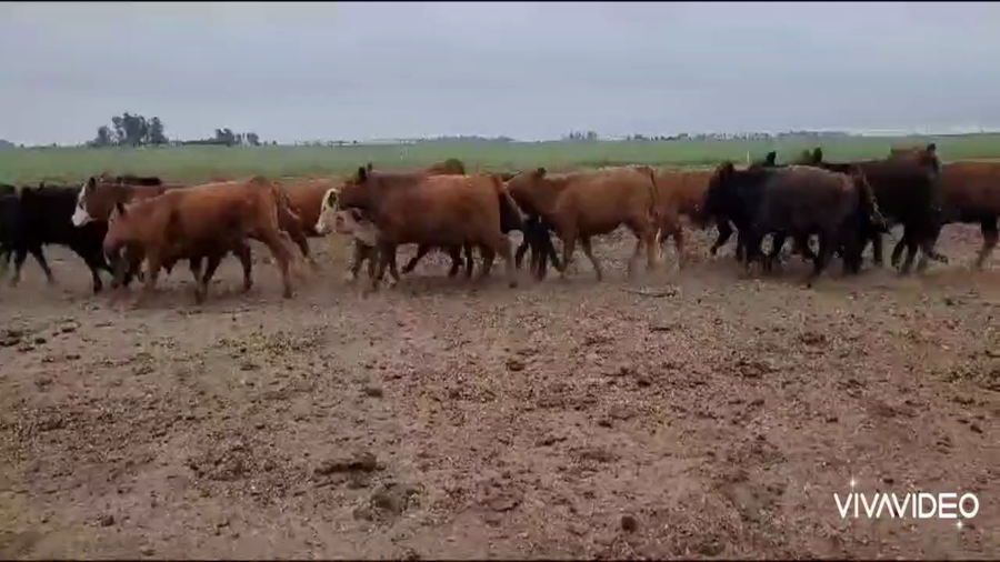 Lote 200 Novillitos en Gral. Villegas, Buenos Aires