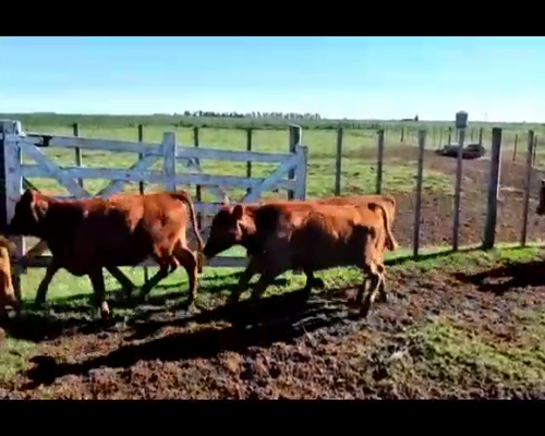 Lote 75 Terneros en Viamonte, Córdoba