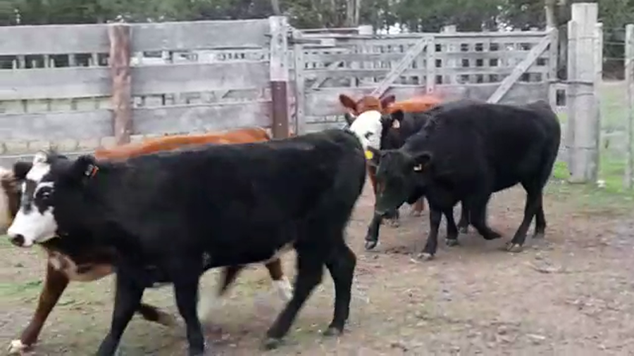 Lote VAQUILLONAS GORDAS