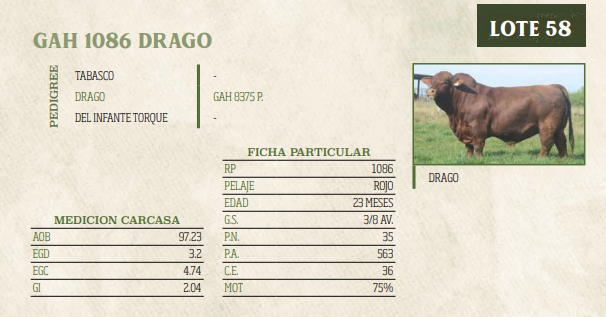 Lote LOTE 58