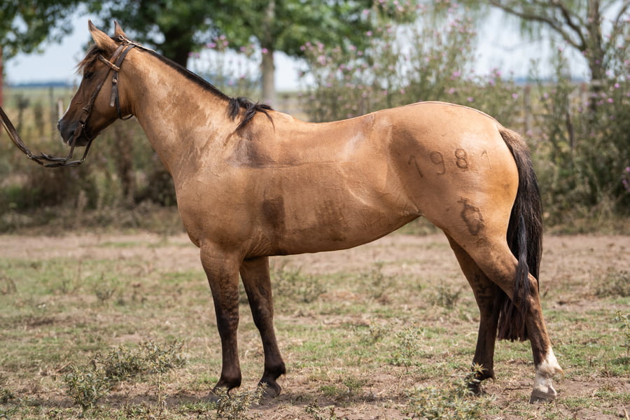 Lote PERDIDA BORREGUITA