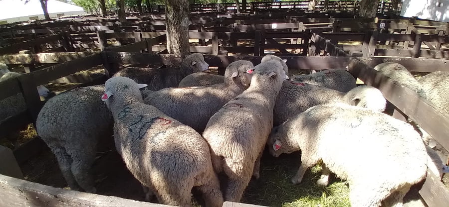 Lote 10 borregas pedigree 2dts