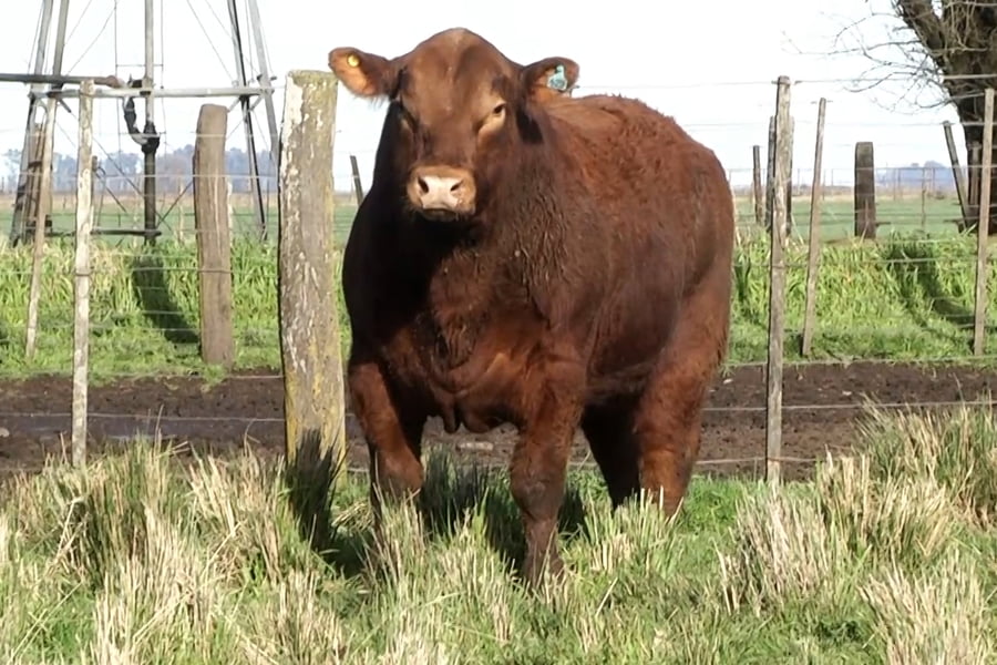 Lote Toros PC