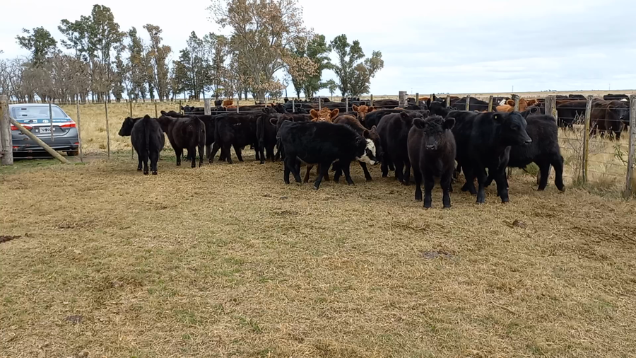 Lote 32 Terneros en arboledas, Buenos Aires