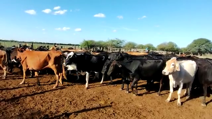Lote 70 Vacas de invernar en Quimilí, Santiago del Estero