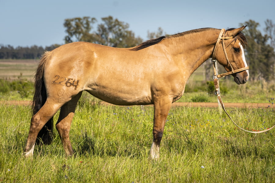 Lote DEL SILENCIO PICADA