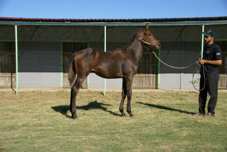 Lote ANGICO GREEN