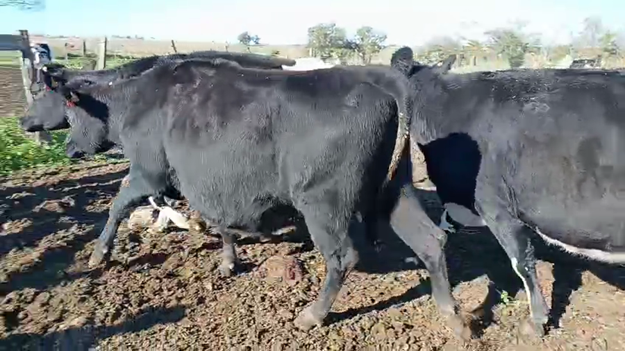 Lote 3 Vaquillonas  Holando y Kiwi a remate en Pantalla Camy 460kg -  en Ruta 3 Km 120