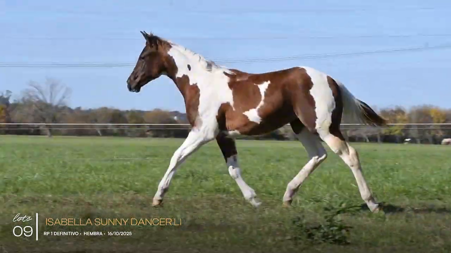 Lote ISABELLA SUNNY DANCER LI