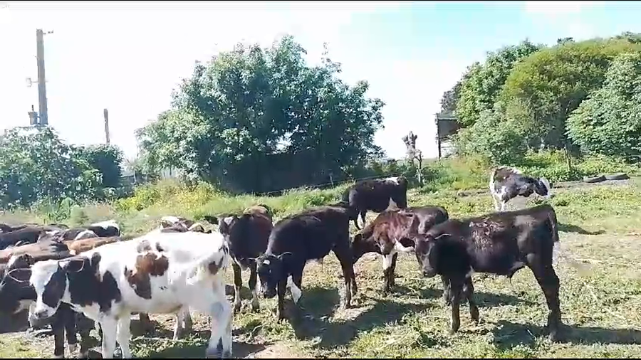 Lote (Vendido)21 Terneros Holando a remate en Pantalla Camy en Jesus Maria