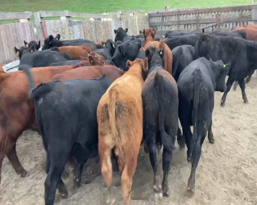 Lote 30 Ternero en Futrono, XIV Región Los Ríos