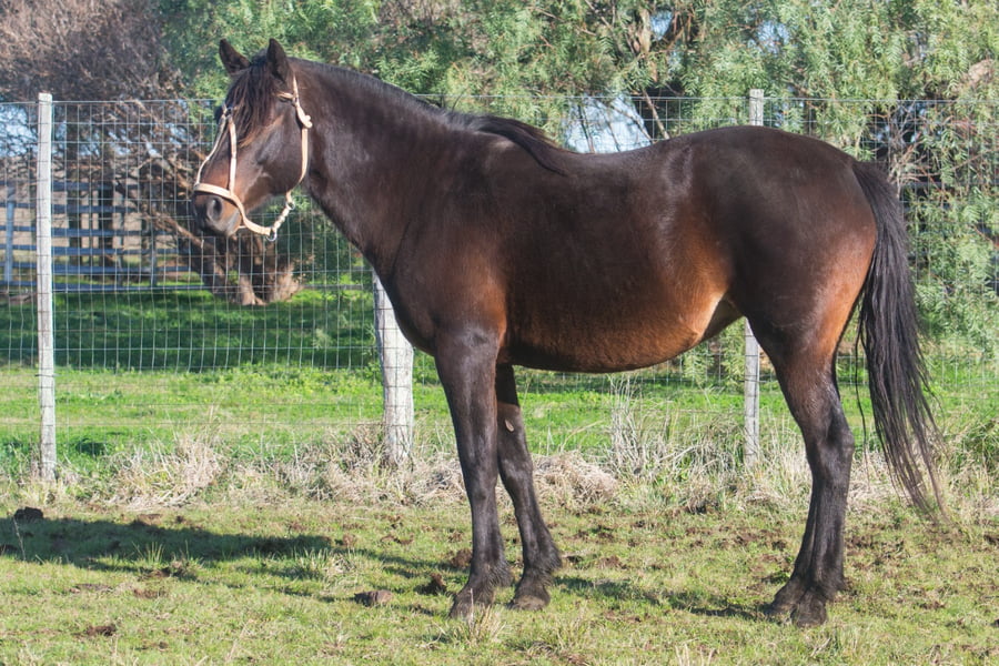 Lote GACELA GAITERA