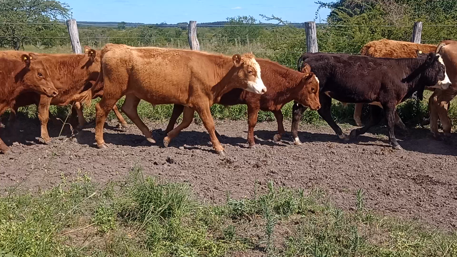 Lote 53 Terneros/as en Corrientes, Mocoretá