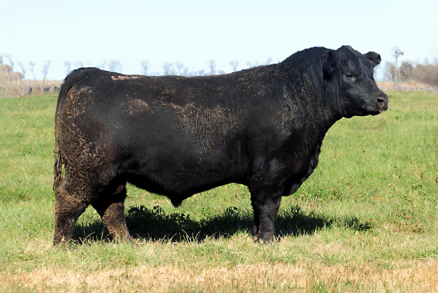 Lote Toros PP Destacados