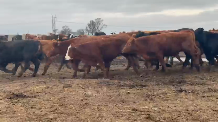 Lote 280 Novillos