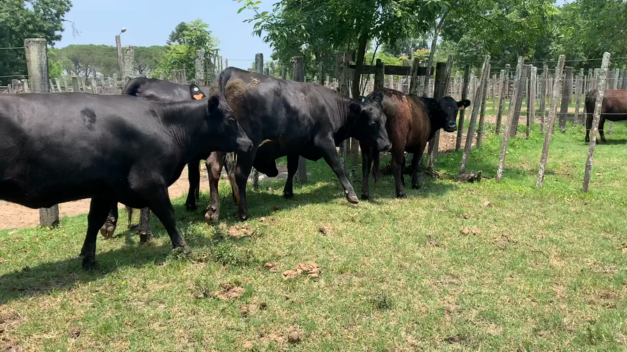 Lote 4 Vaquillonas más de 2 años