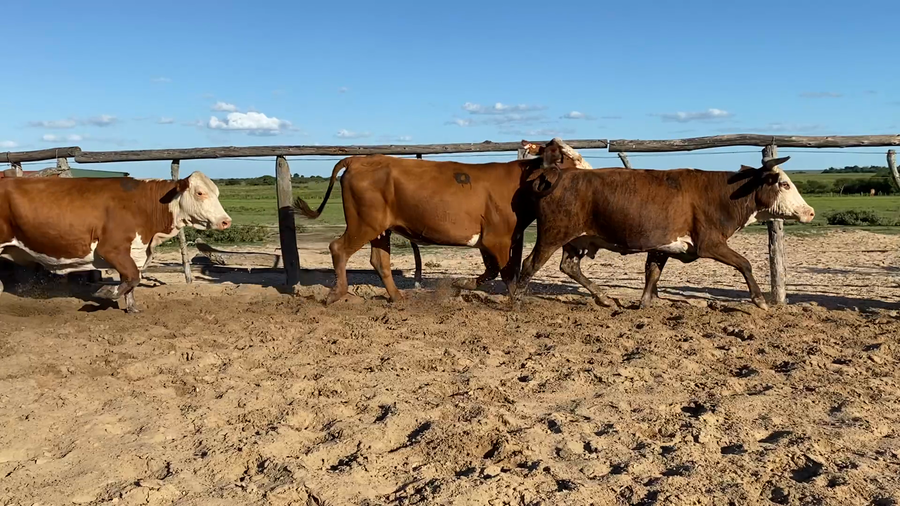 Lote 32 Vacas usadas preñadas