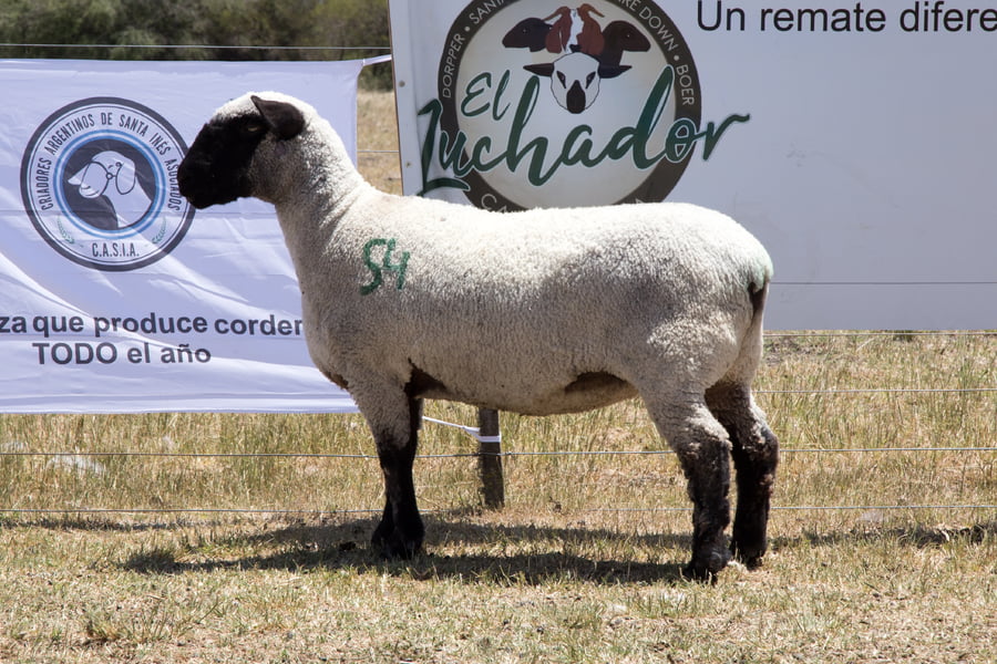 Lote OVINO HAMPSHIRE D. HEMBRA PPC