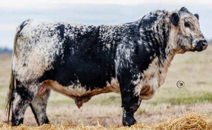 Lote Toro