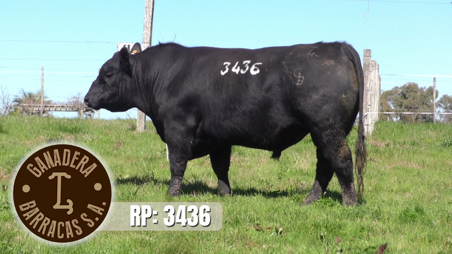 Lote Toros a remate en Ganadera Barracas S.A en Caraguata