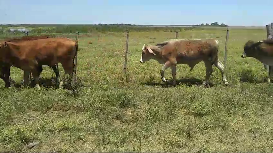 Lote 23 Terneros