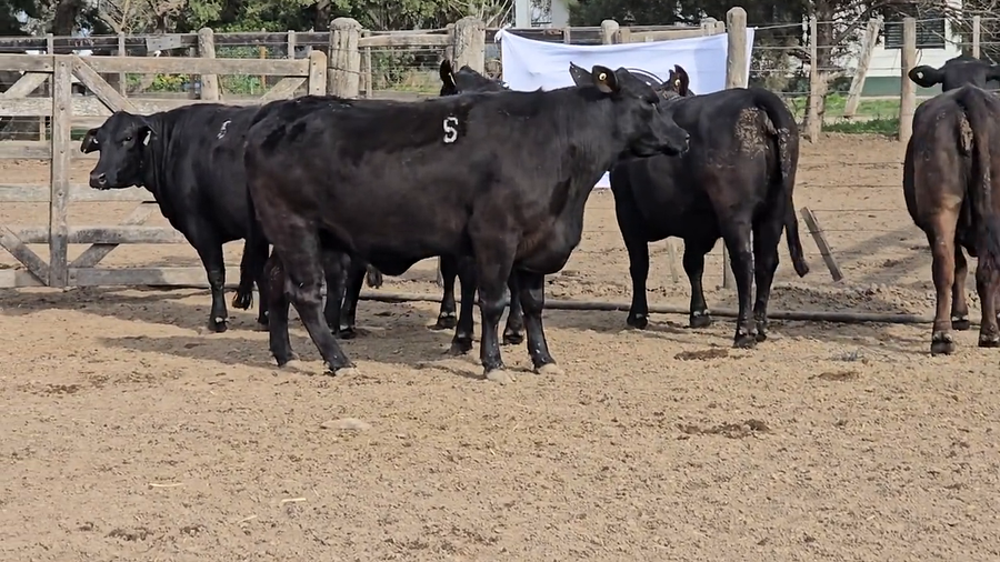 Lote Vacas de El Mataco