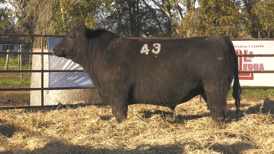 Lote TOROS ANGUS NEGROS  PC