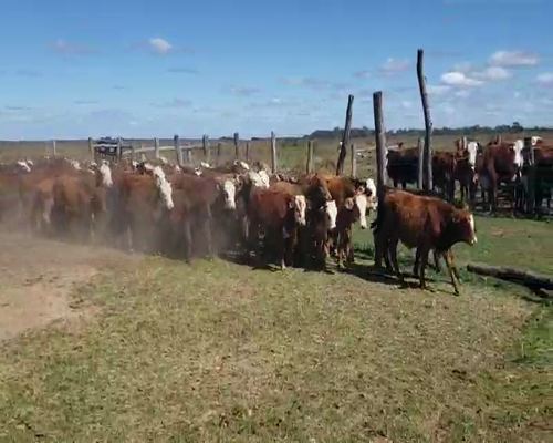 Lote 160 Terneros/as en Empedrado, Corrientes