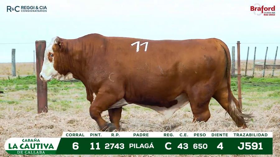 Lote TOROS BRAFORD  REGISTRADOS Cabaña La Cautiva
