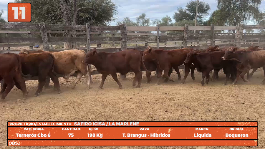 Lote LOTE 11