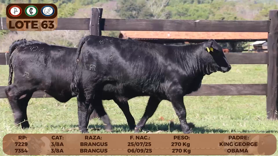 Lote LOTE 63
