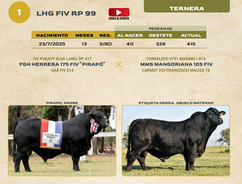Lote LOTE 1