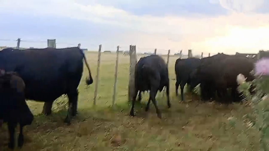 Lote 19 VACAS  G/P Y PARIDAS