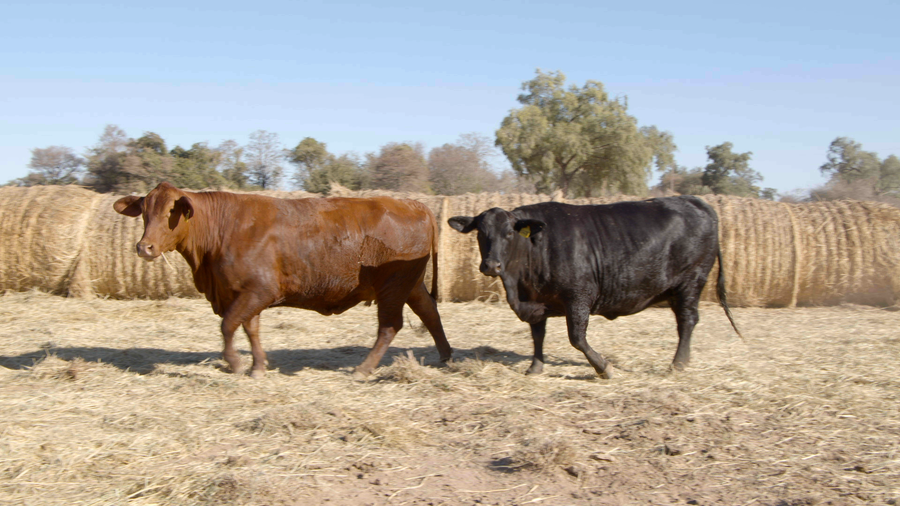 Lote HEMBRAS Remate Nucleo Genbra