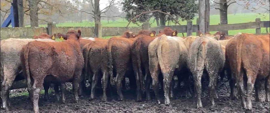 Lote 20 Novillo Engorda en Río Bueno, XIV Región Los Ríos