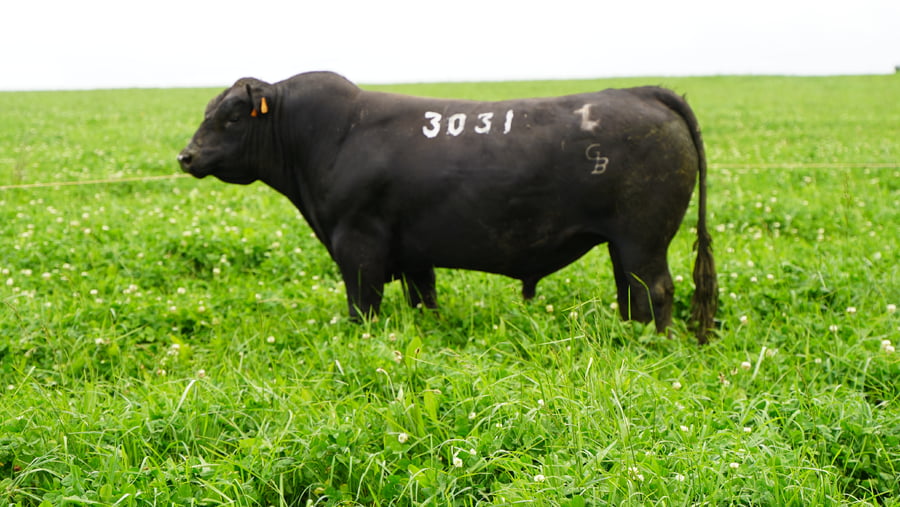 Lote (Vendido)Toros a remate en Ganadera Barracas S.A en Caraguata