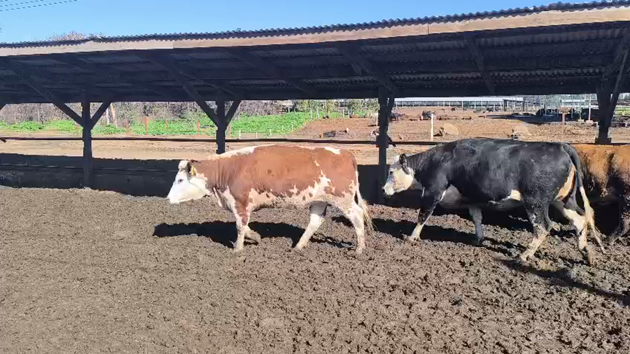 Lote 20 Vaquilla Gorda en Los Ángeles, VIII Región Biobío