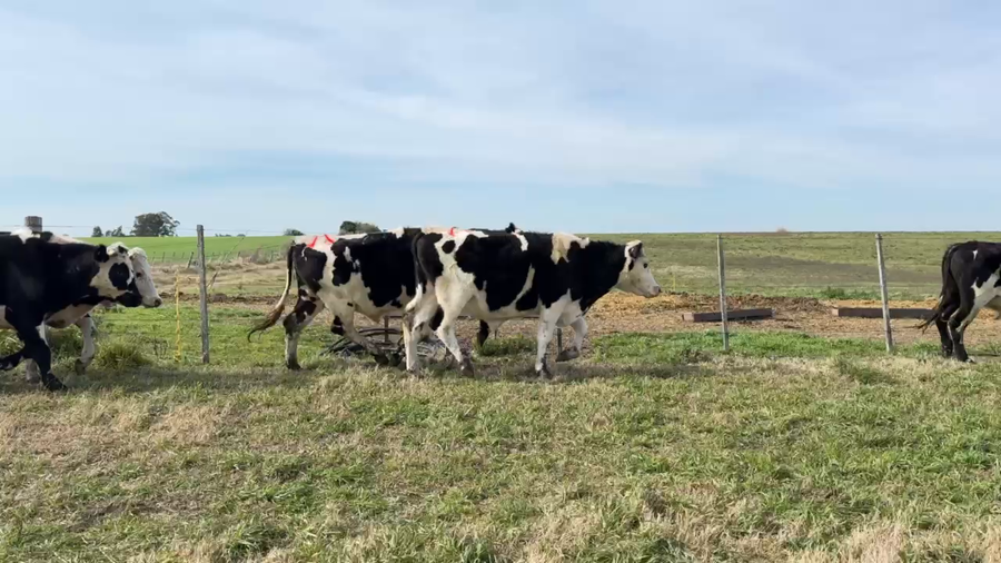 Lote NOVILLOS 1 a 2 AÑOS